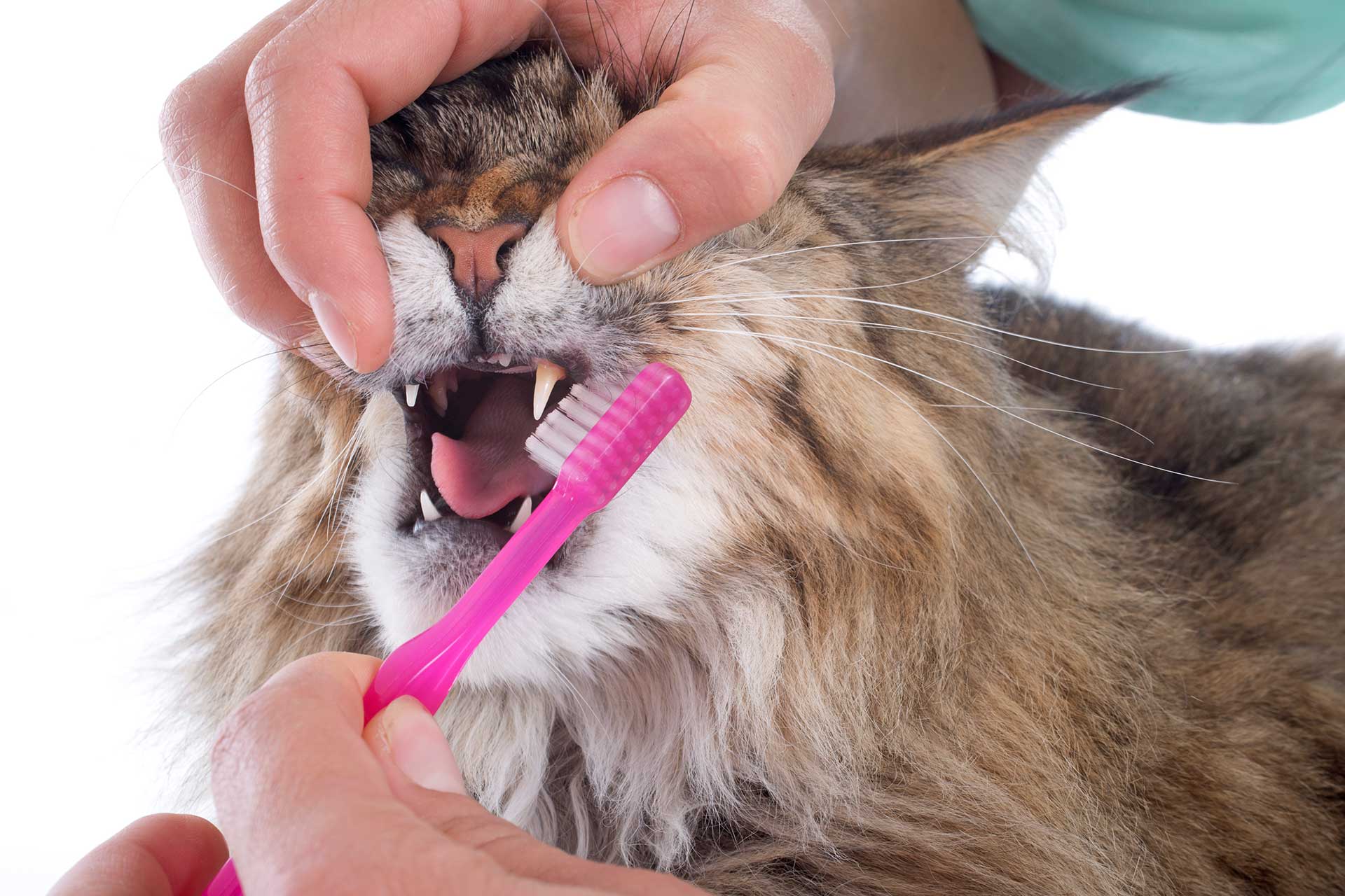 Dental Care Cats